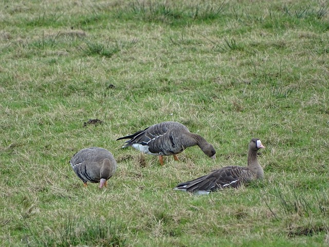 在全球羽毛 在全球羽毛